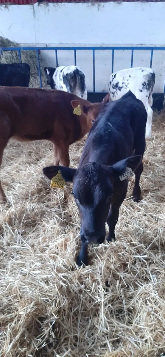 Cont calves for sale - Image 2