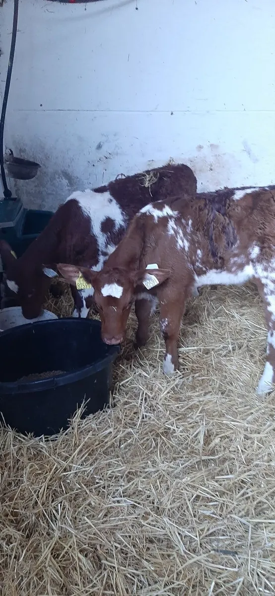 Cont calves for sale - Image 4