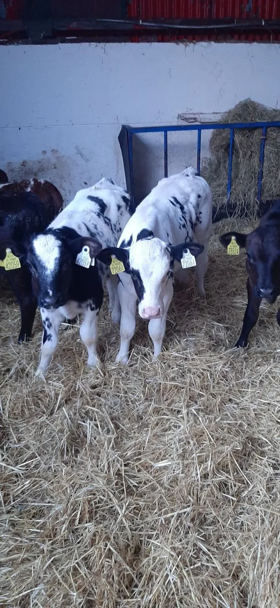 Cont calves for sale - Image 1