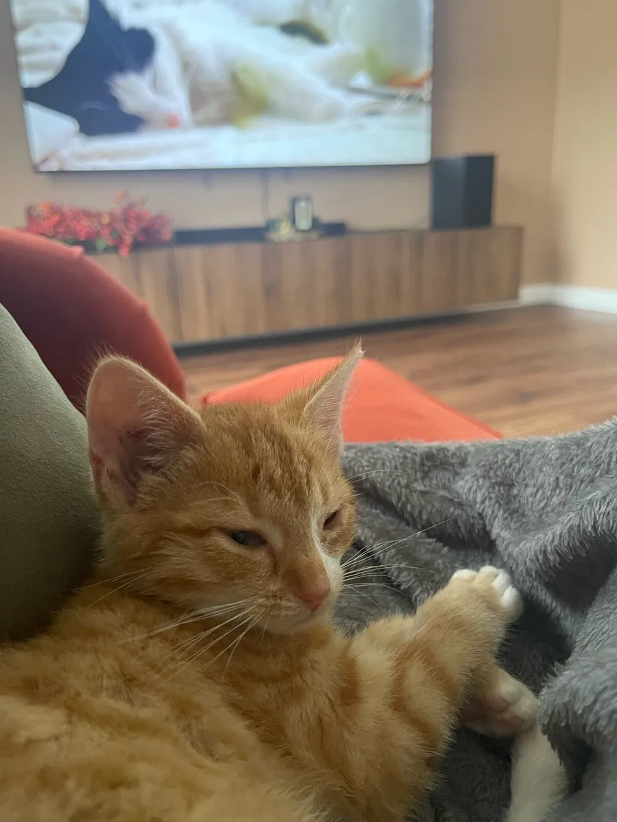 Kitten