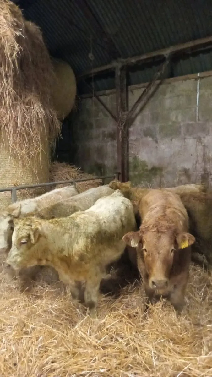 300 KG GOLDEN AND WHITE CHAROLAIS HEIGERS - Image 2