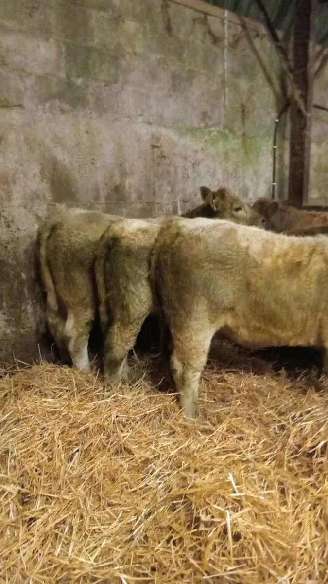 300 KG GOLDEN AND WHITE CHAROLAIS HEIGERS - Image 3