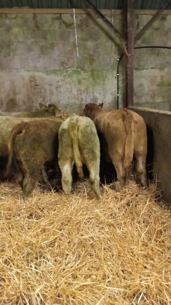 300 KG GOLDEN AND WHITE CHAROLAIS HEIGERS - Image 4