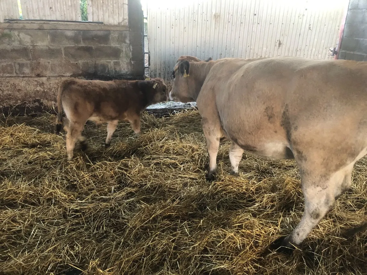 5 star Organic suckler Aubrac cow - Image 1
