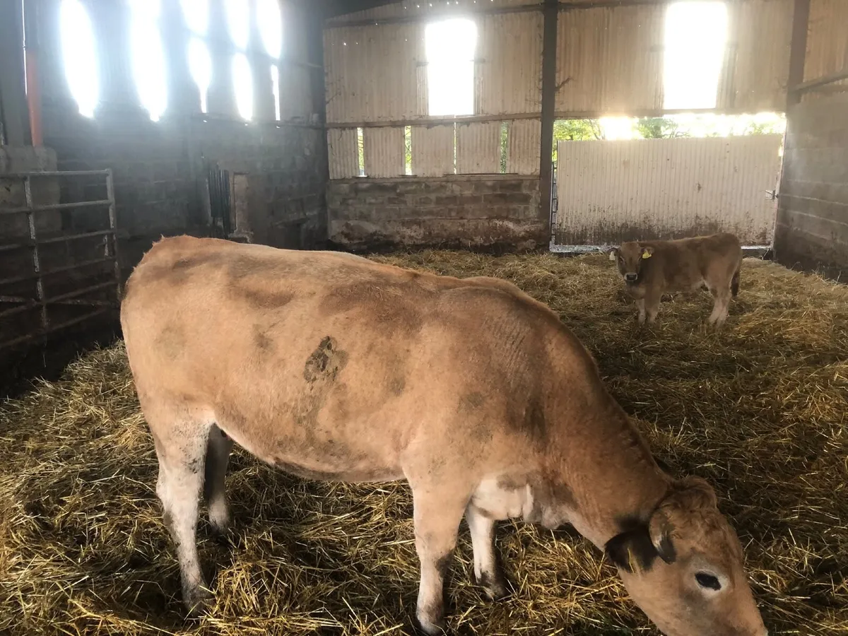 5 star Organic suckler Aubrac cow - Image 2
