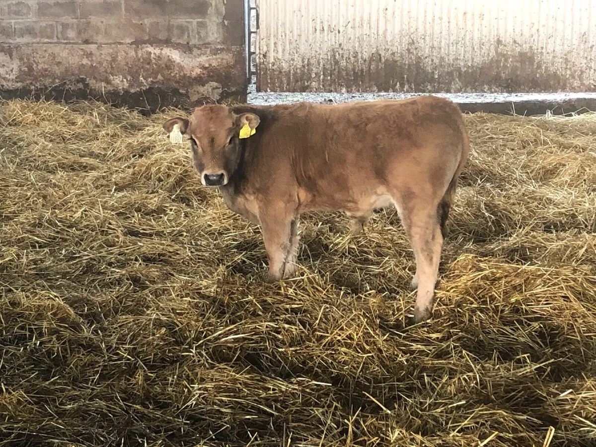 5 star Organic suckler Aubrac cow - Image 3