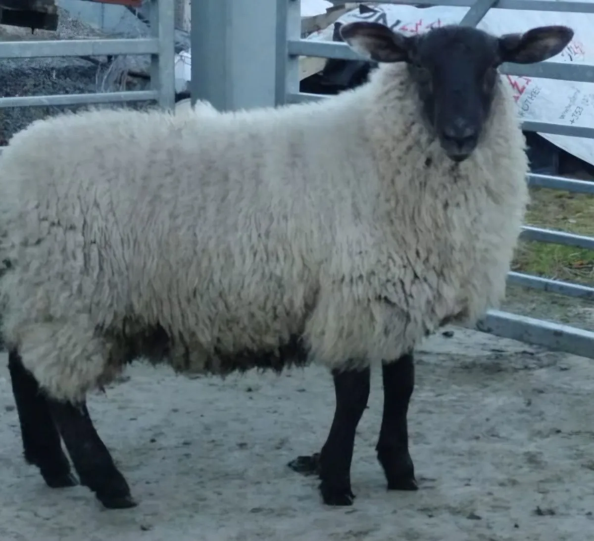 Sheep - Image 1