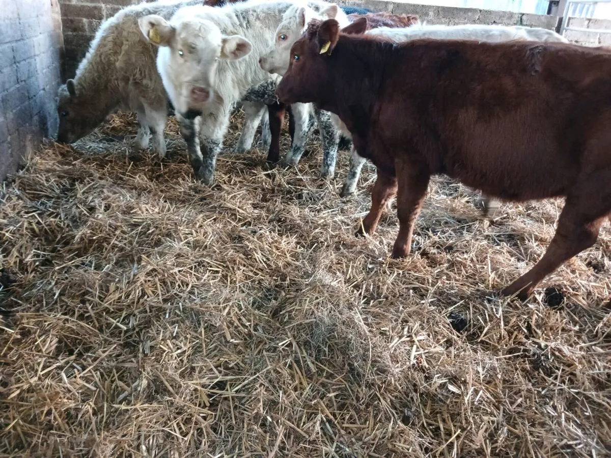 6  beef bred heifer's - Image 1