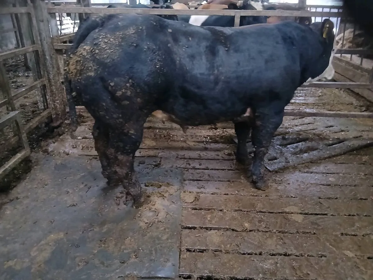 Bulls - Image 1