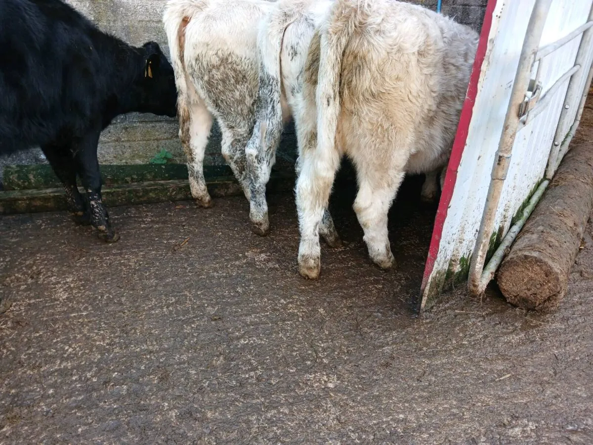 6  beef bred heifer's - Image 2