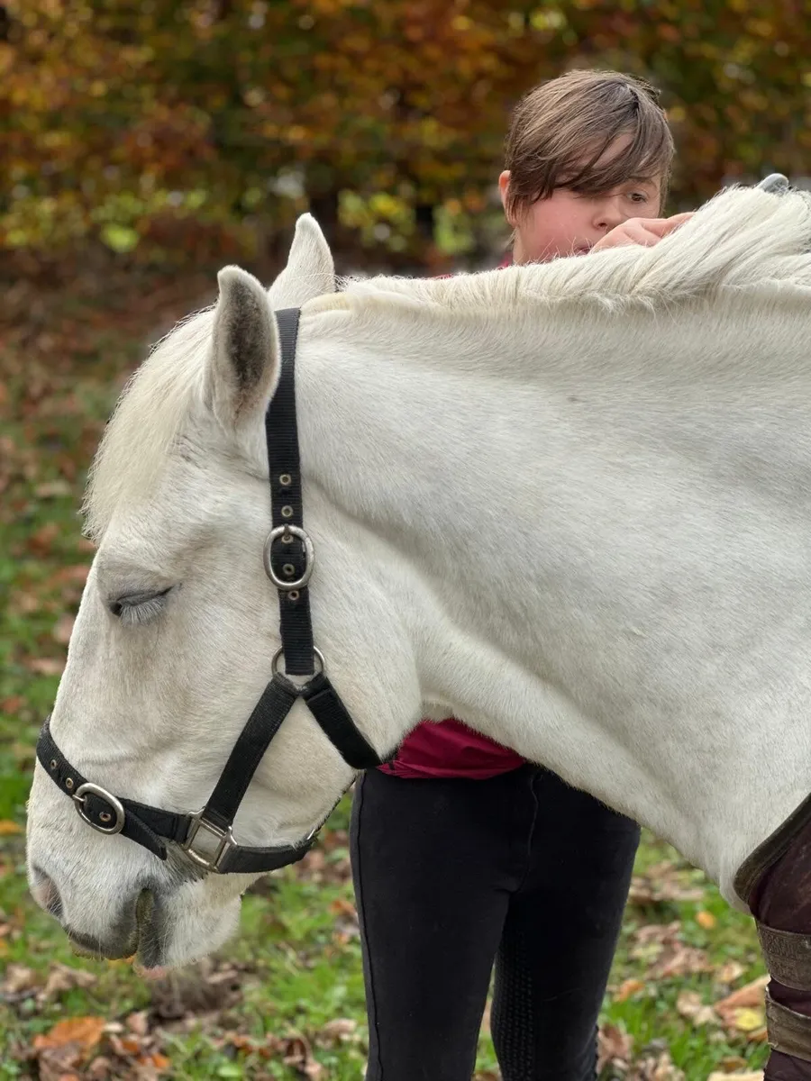 Pony - Image 2