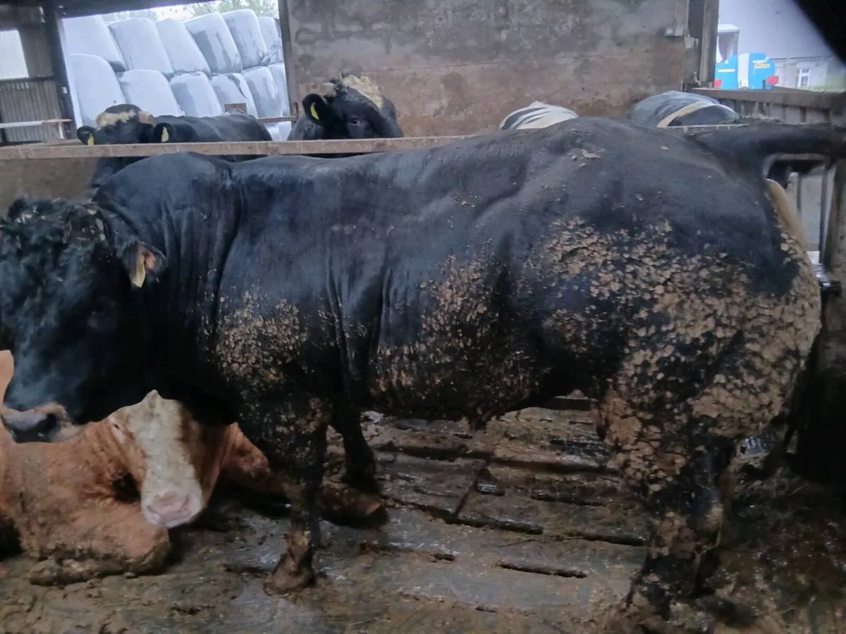 Bulls - Image 2