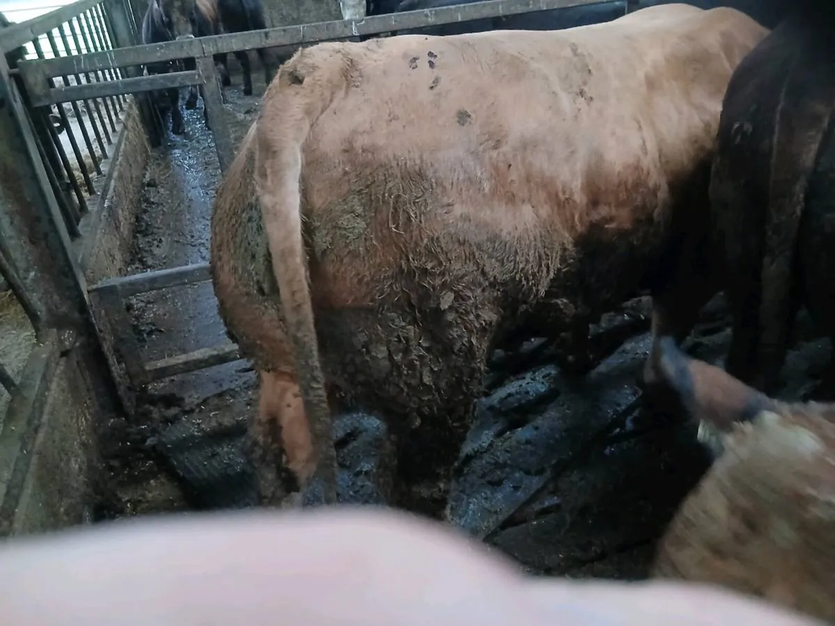 Bulls - Image 3