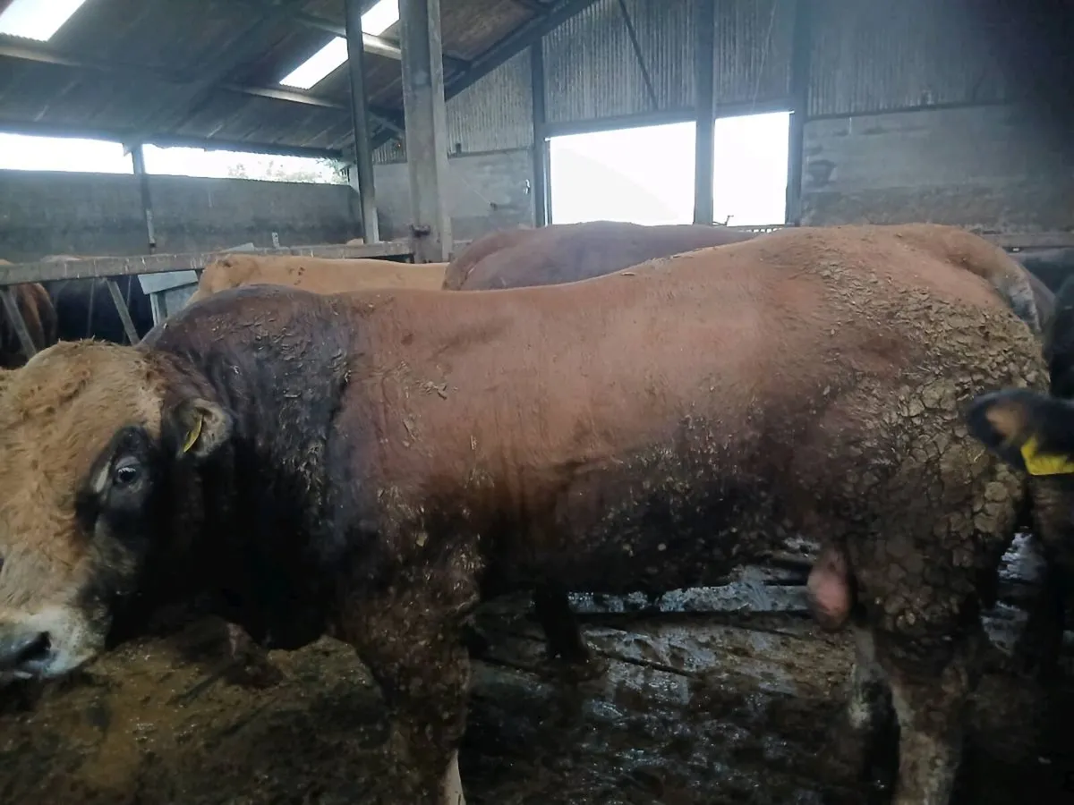 Bulls - Image 4