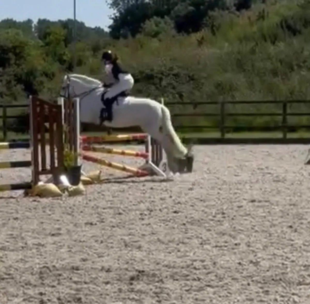 Pony - Image 4