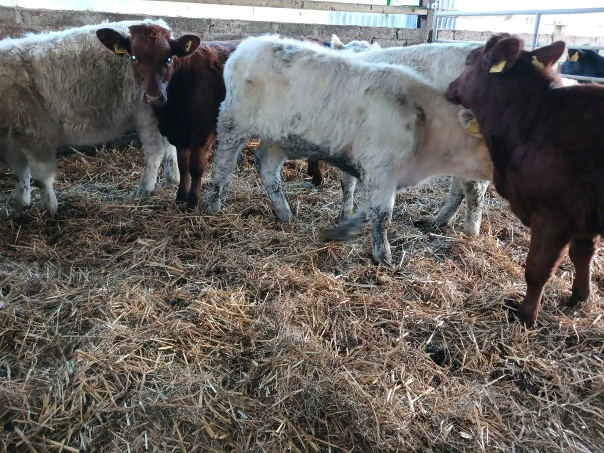 6  beef bred heifer's - Image 3