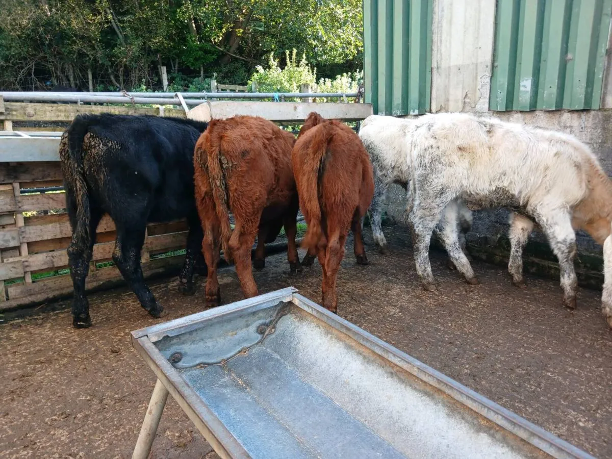 6  beef bred heifer's - Image 4