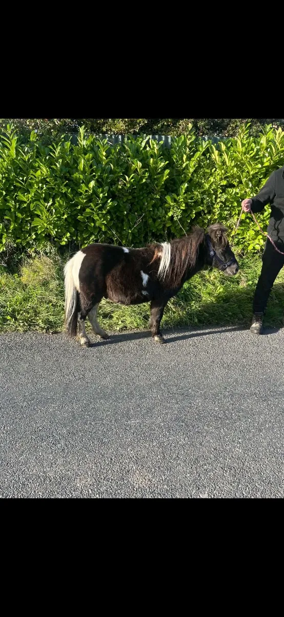 Pony - Image 1