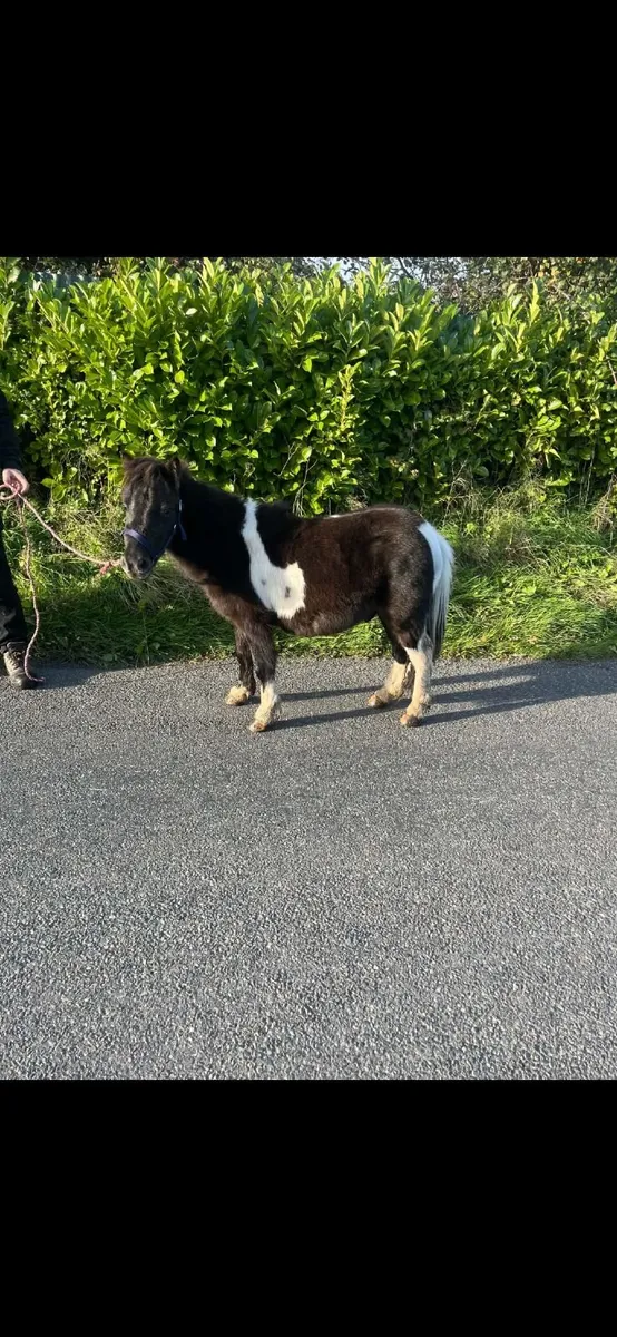 Pony - Image 2