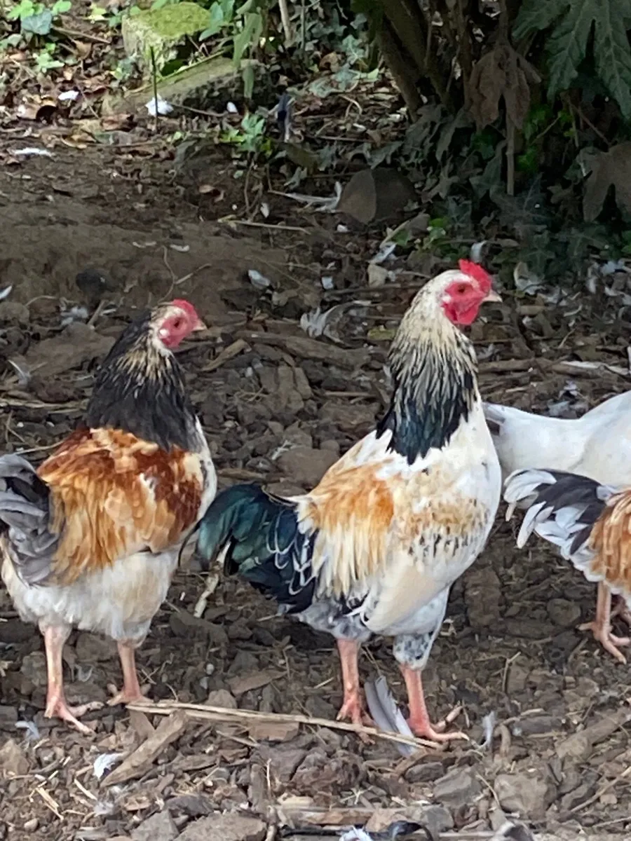 Roosters - Image 2