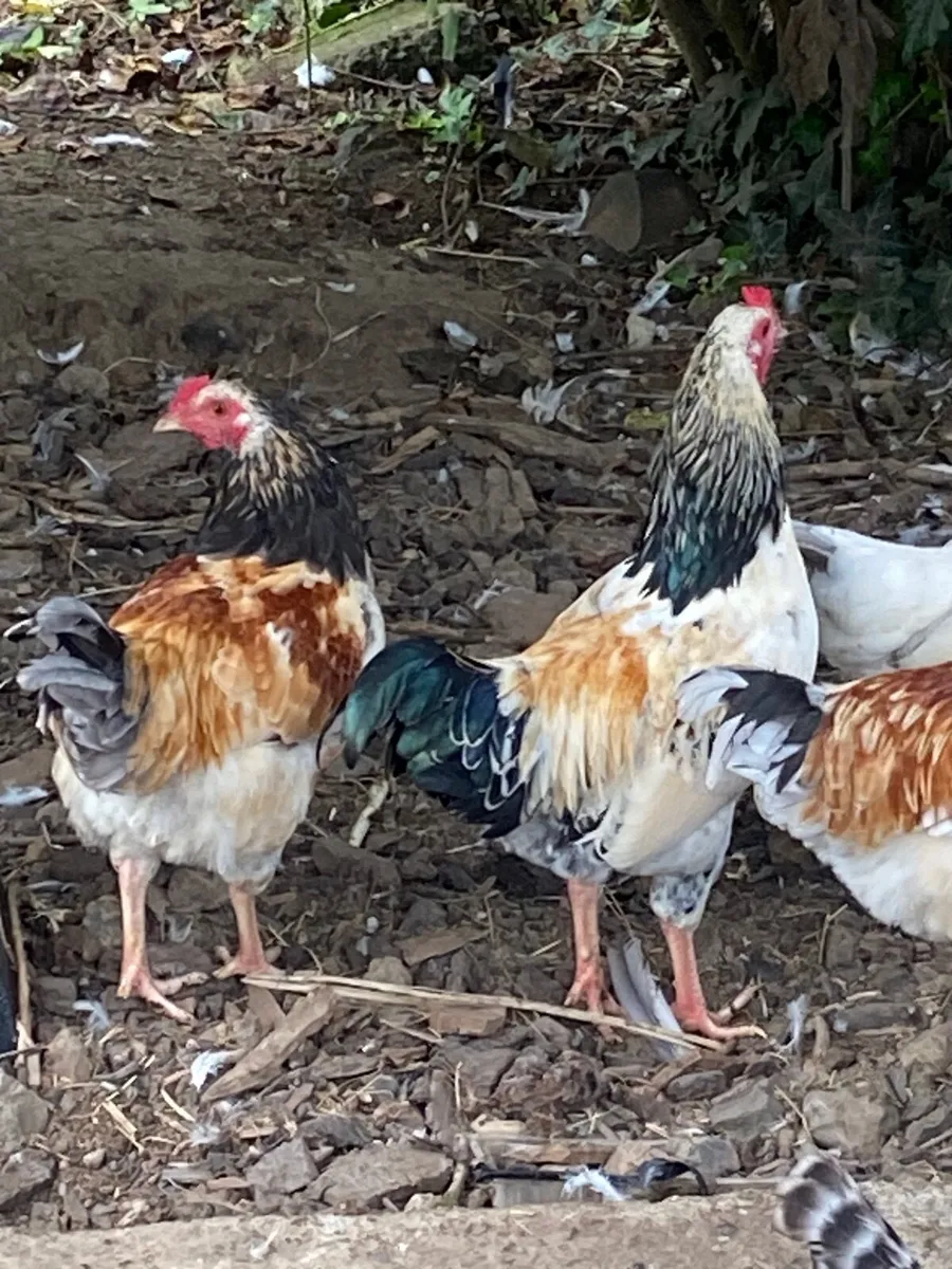 Roosters - Image 3