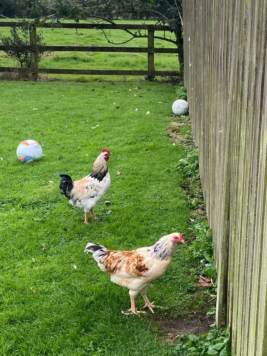 Roosters - Image 4