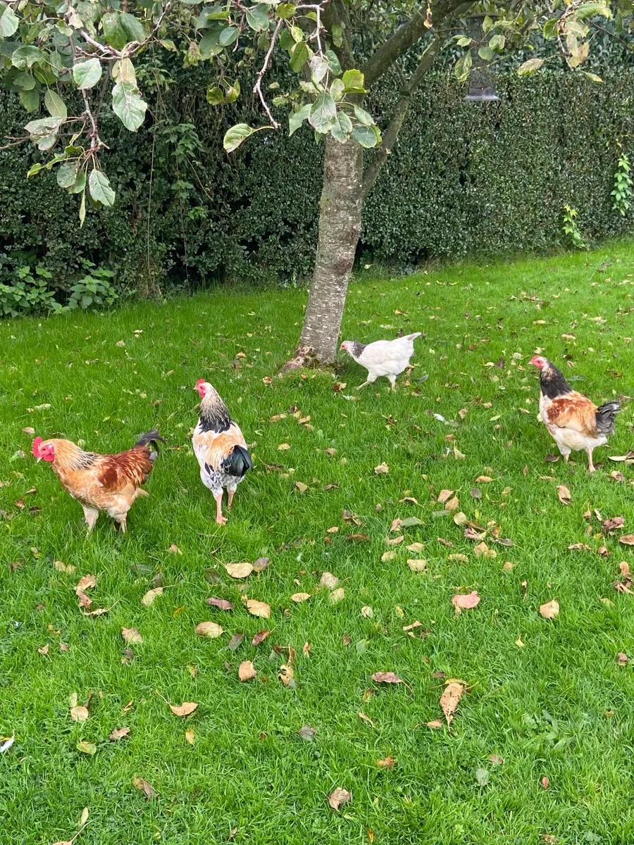 Roosters - Image 1