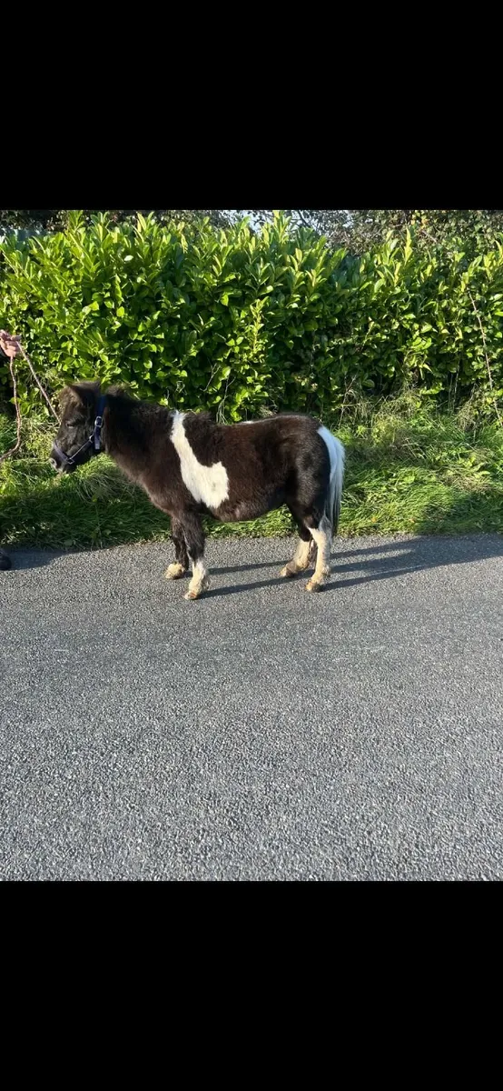 Pony - Image 3