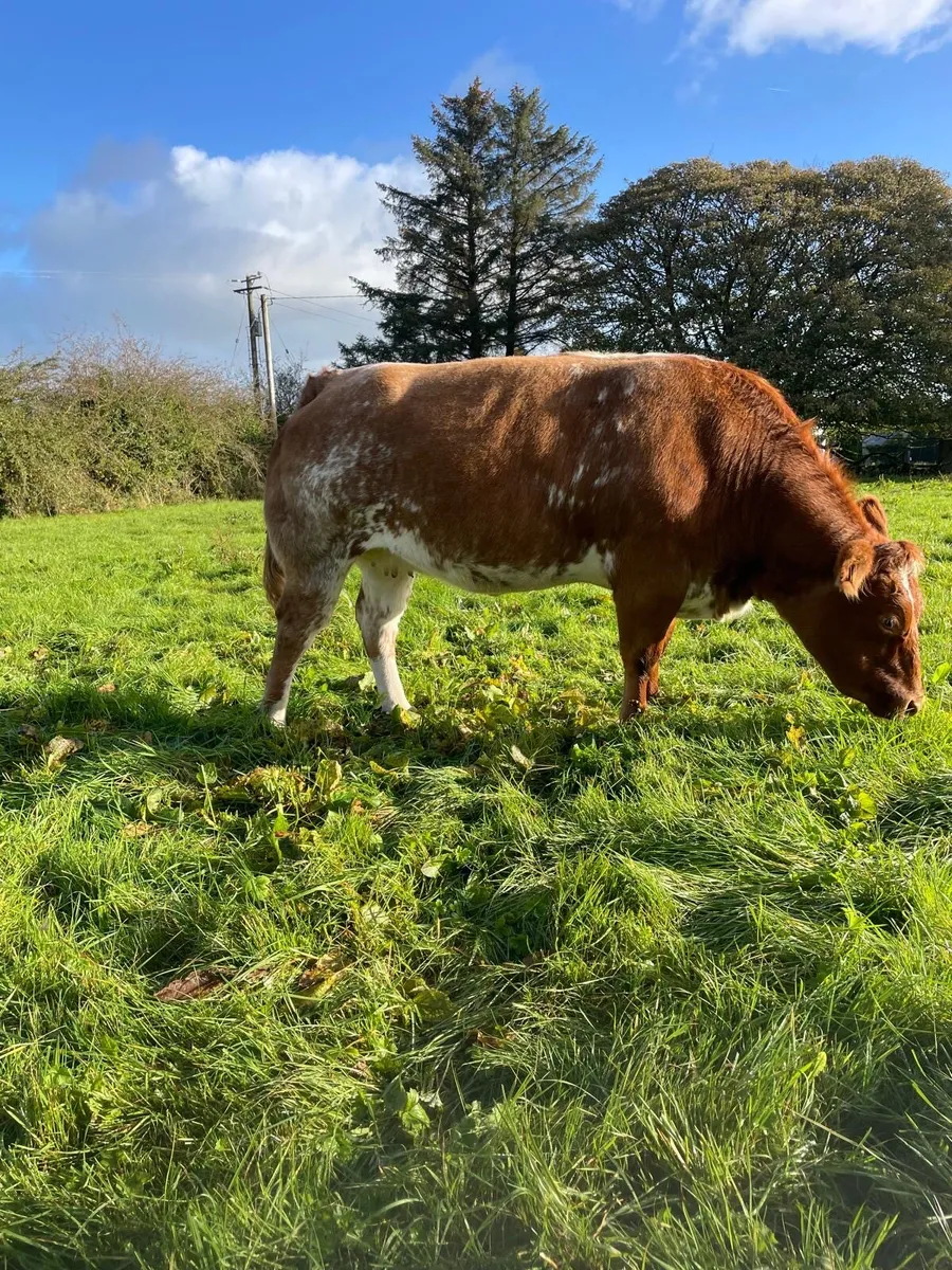 For sale 3 in-calf heifers - Image 1