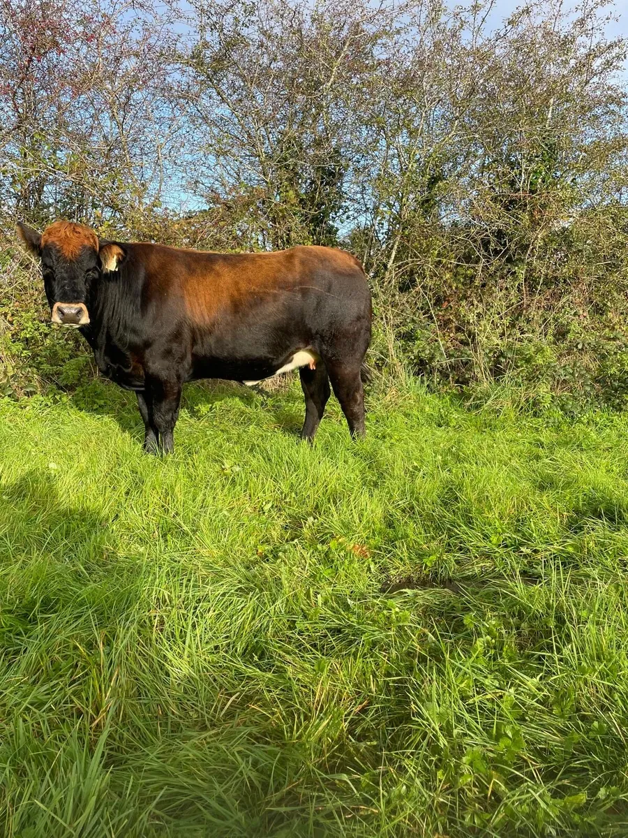 For sale 3 in-calf heifers - Image 4