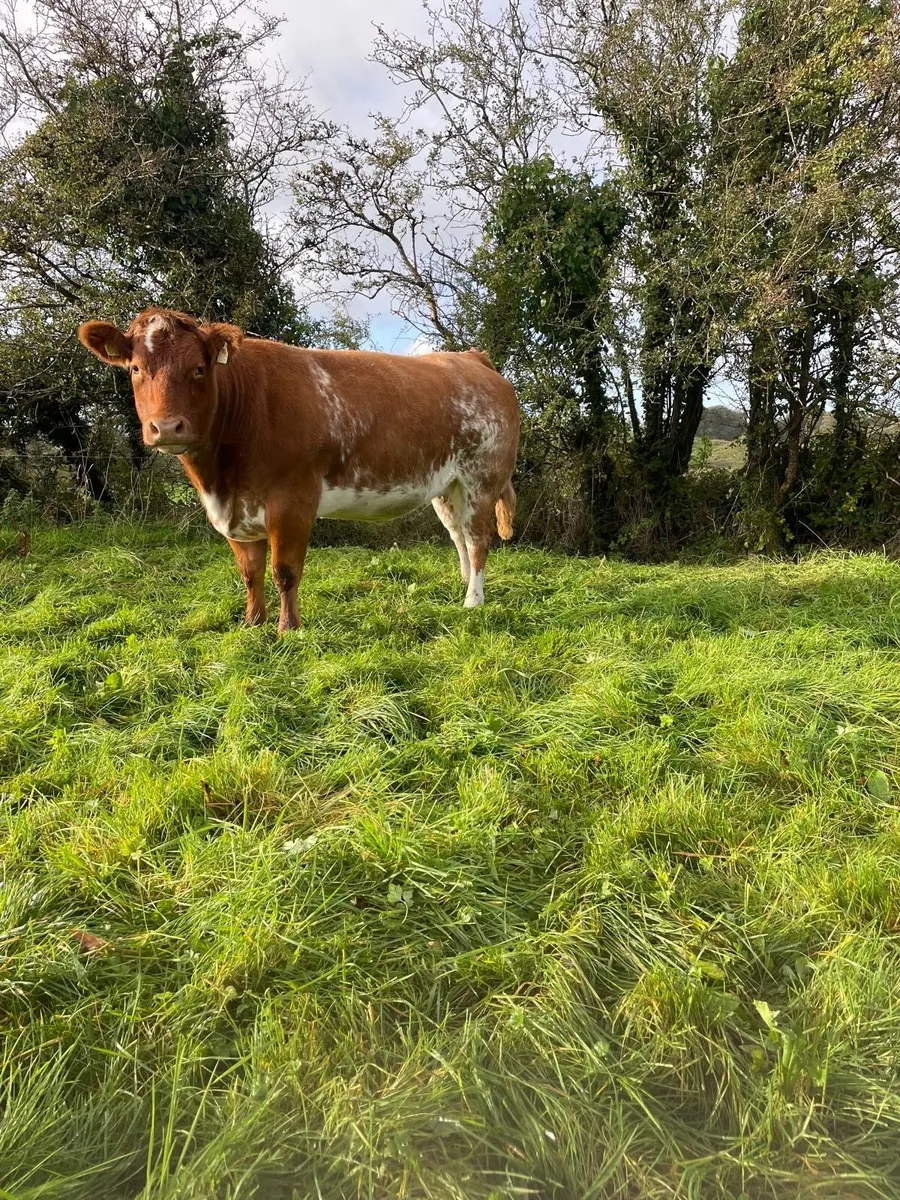 For sale 3 in-calf heifers - Image 2