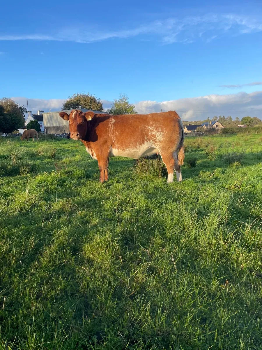 For sale 3 in-calf heifers - Image 3