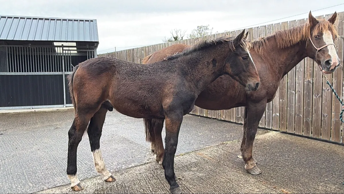 Irish Draught Colt foal show quality - Image 1