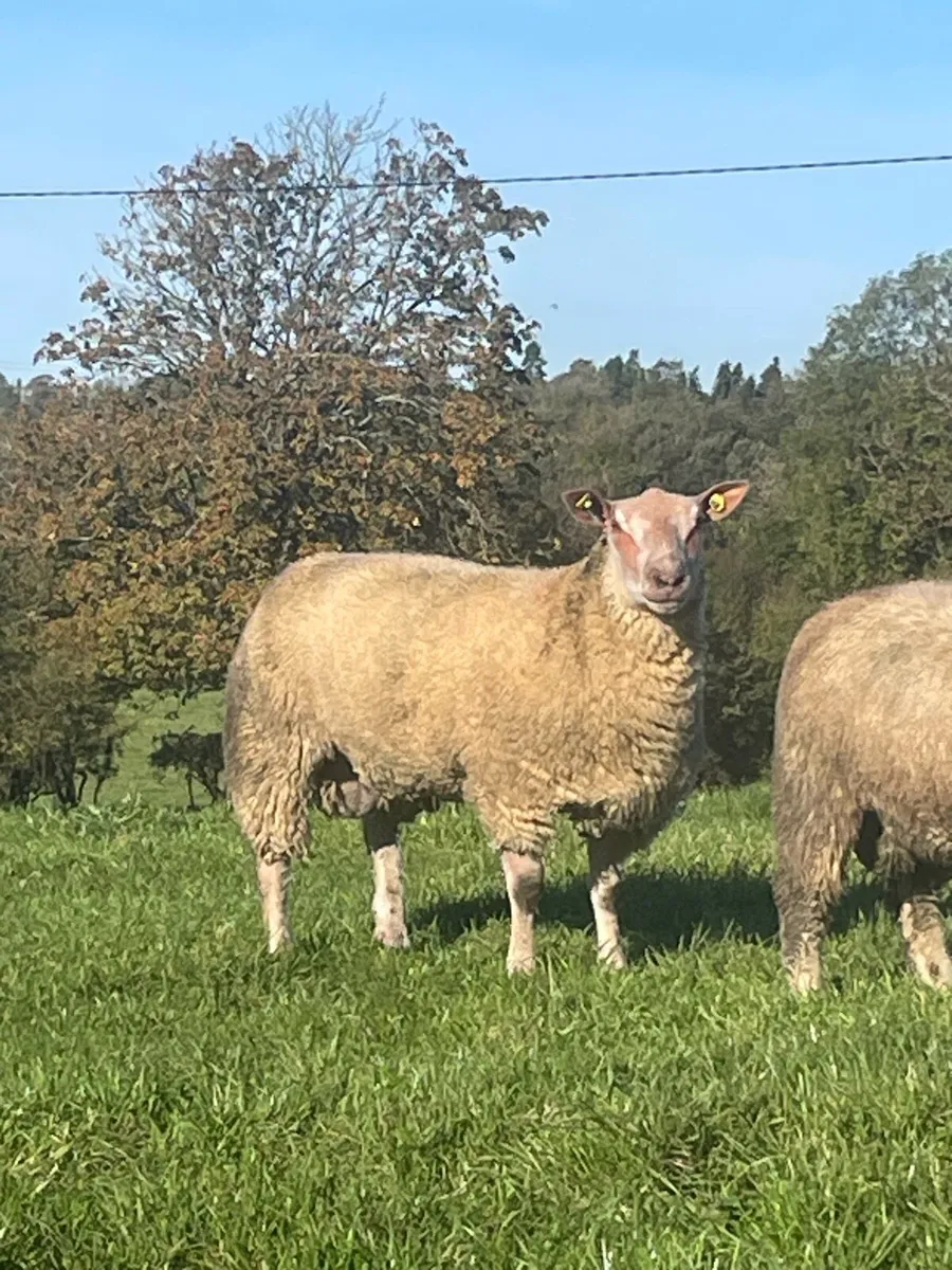 Pedigree SIS lambs - Image 1