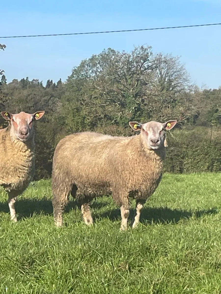 Pedigree SIS lambs - Image 2