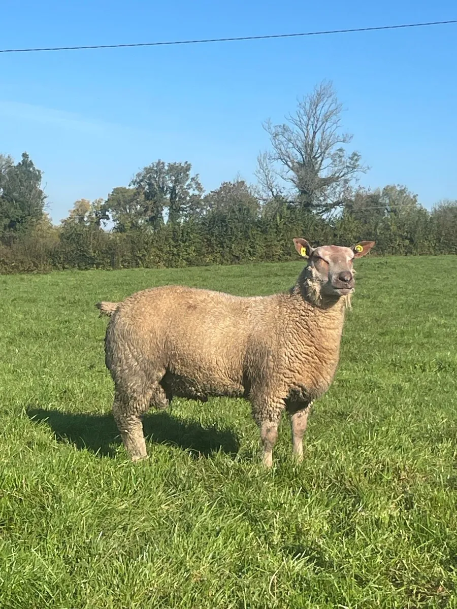 Pedigree SIS lambs - Image 3