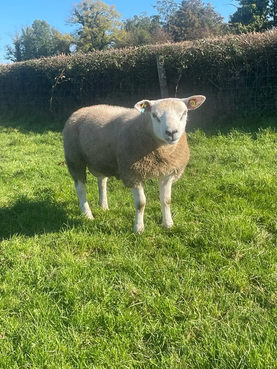 Pedigree SIS lambs - Image 4