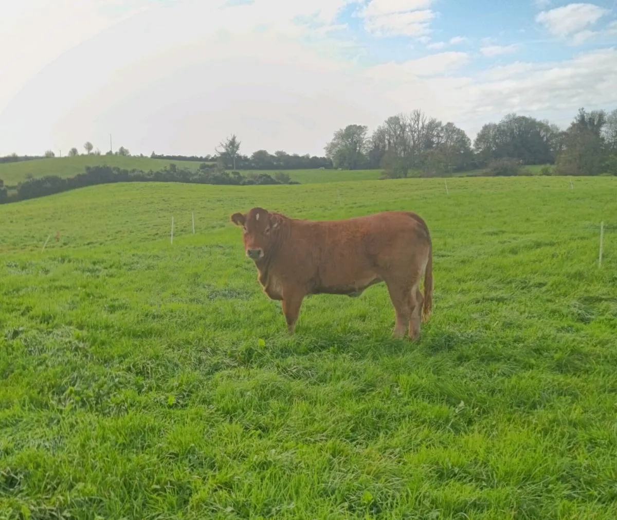 Breeding heifers Balla mart Friday - Image 2