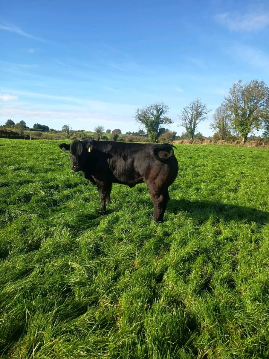 Breeding heifers Balla mart Friday - Image 3
