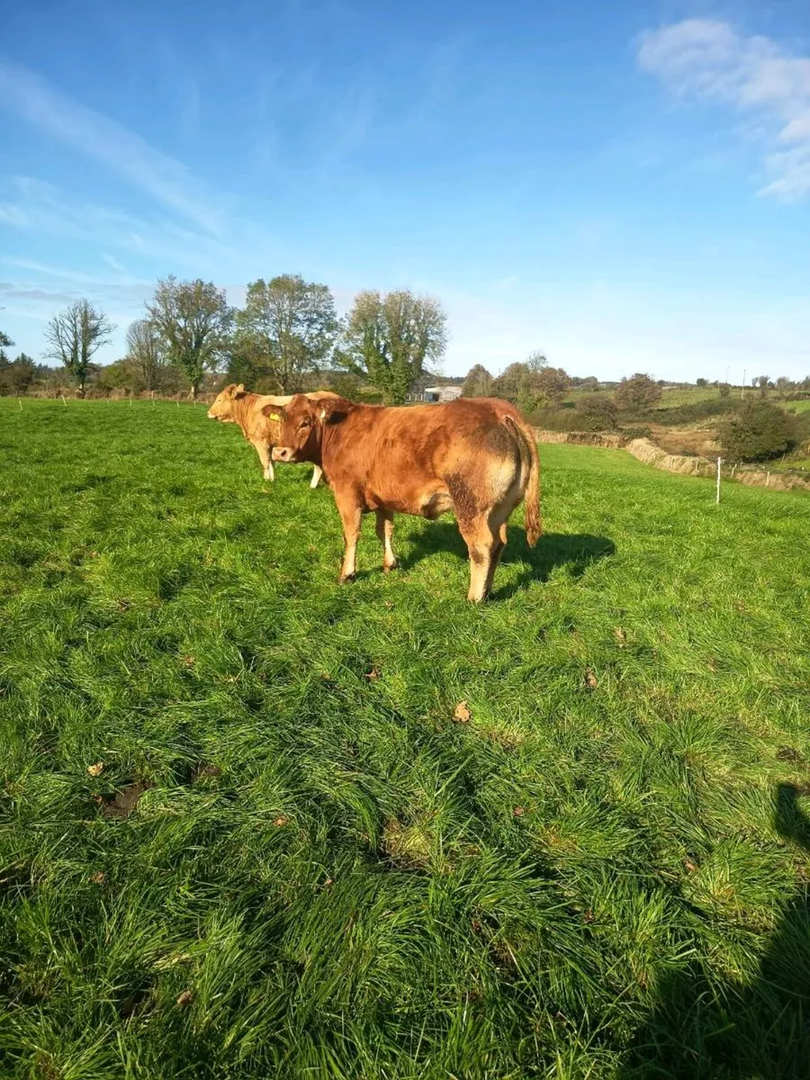 Breeding heifers Balla mart Friday - Image 4