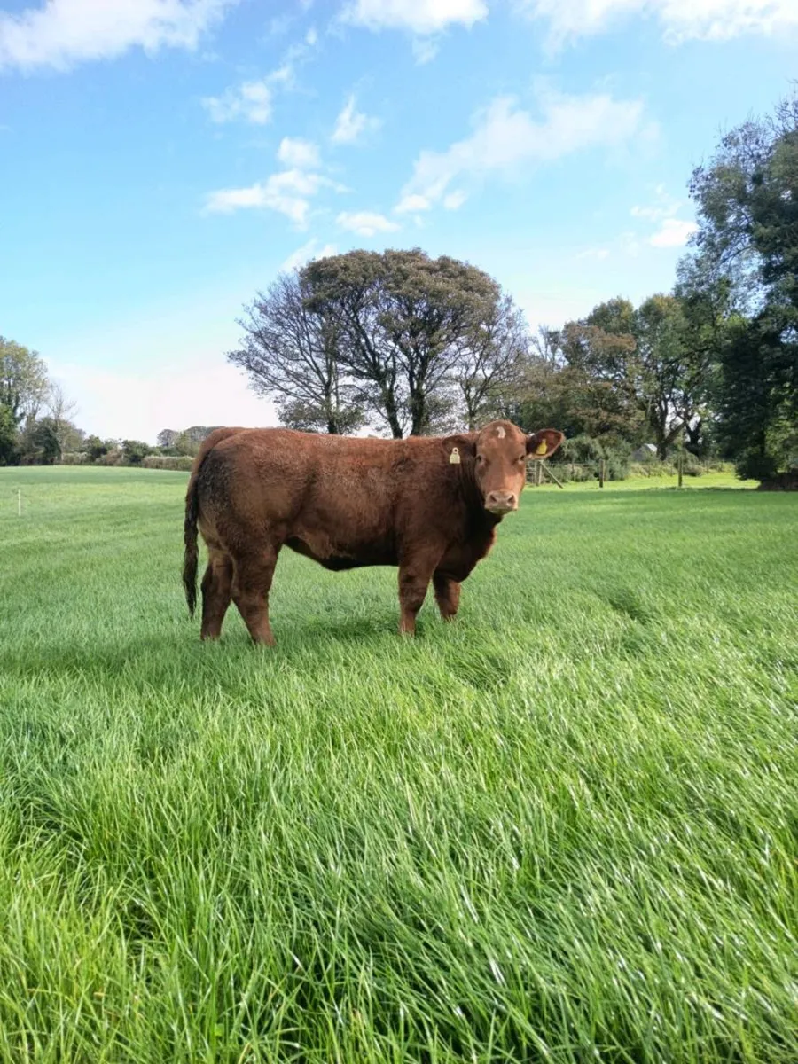 Breeding heifers Balla mart Friday - Image 1
