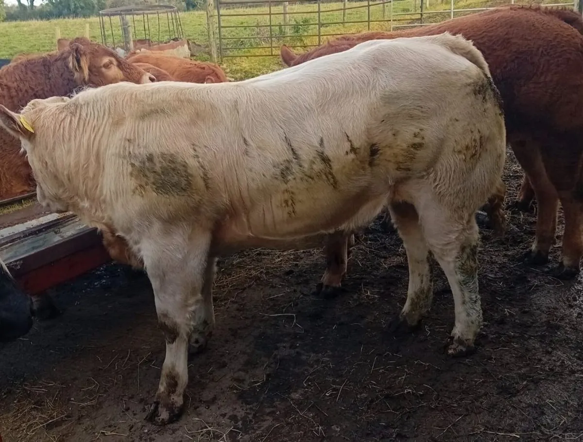 Weanling Bulls - Image 1