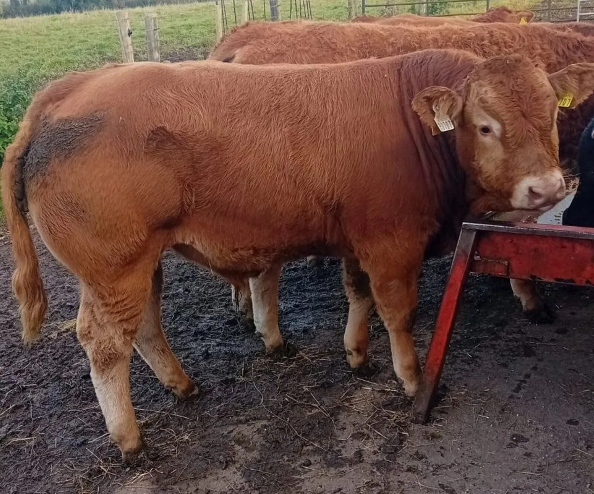 Weanling Bulls - Image 2