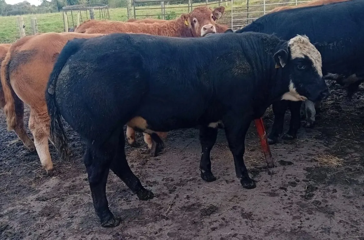 Weanling Bulls - Image 3