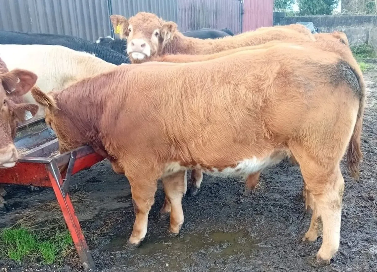 Weanling Bulls - Image 4