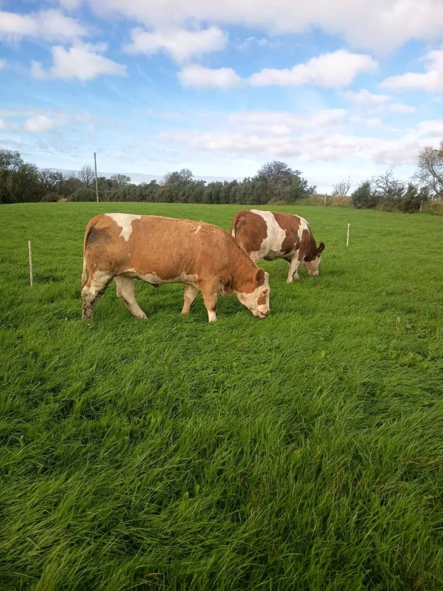 Pedigree registered simmentals Balla mart with ⭐ - Image 1