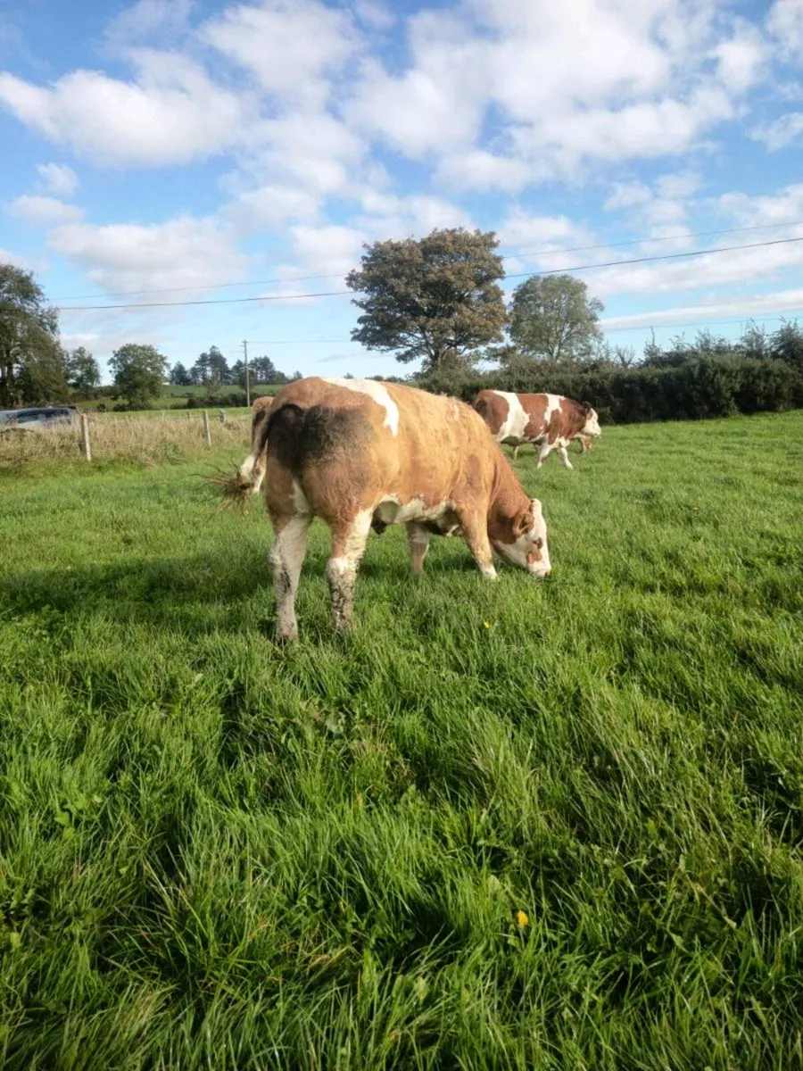 Pedigree registered simmentals Balla mart with ⭐ - Image 2