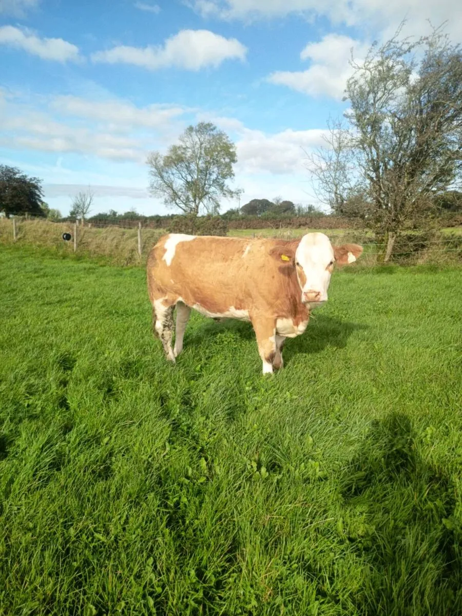 Pedigree registered simmentals Balla mart with ⭐ - Image 3