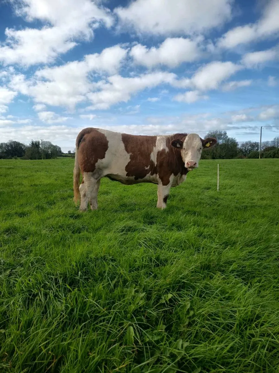 Pedigree registered simmentals Balla mart with ⭐ - Image 4