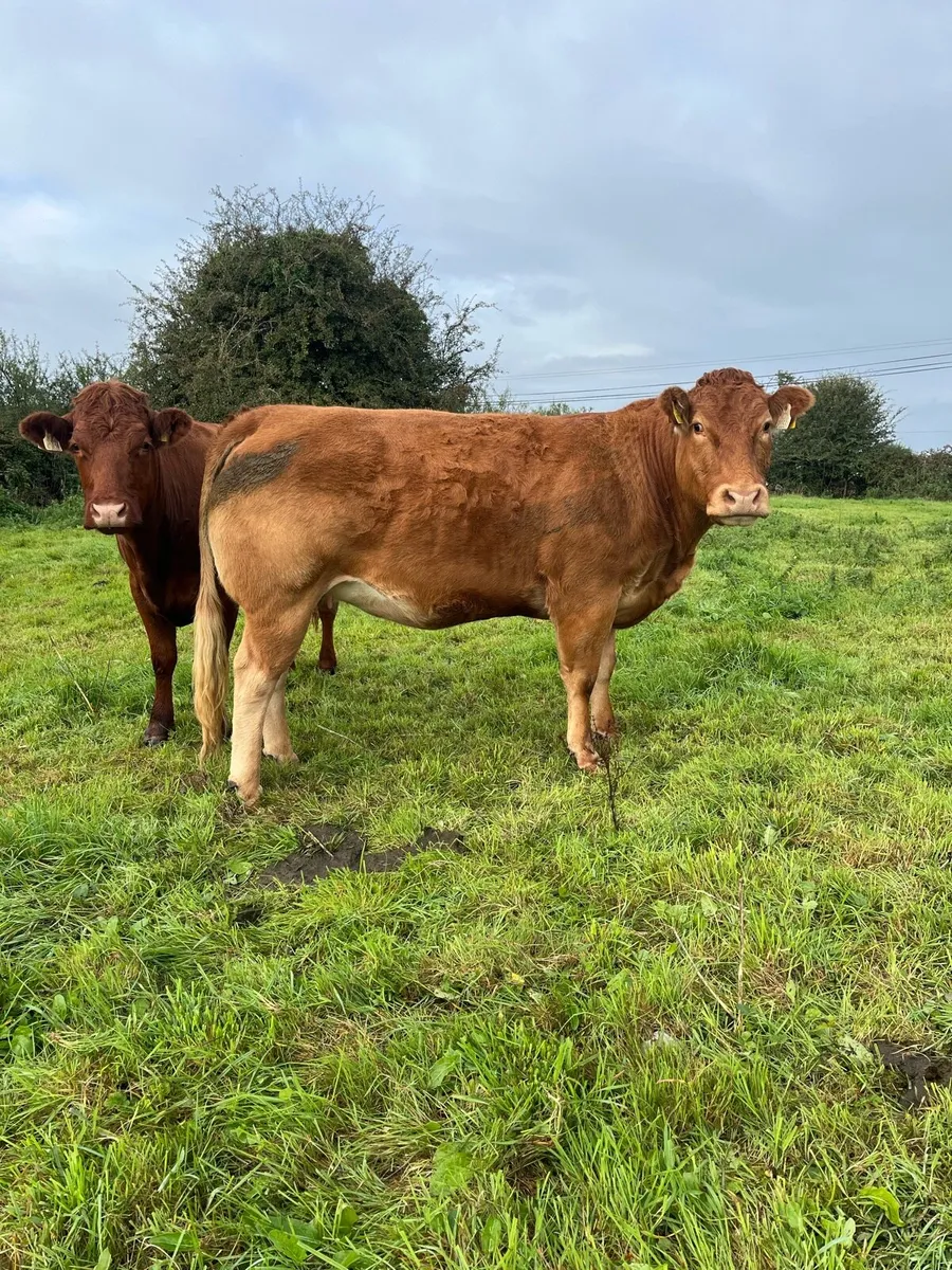 Incalf Heifers for Loughrea Mart 24/10/26 - Image 2
